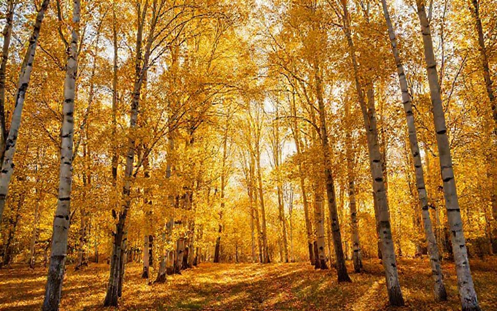 Golden aspen grove in fall perfect for wedding ceremony